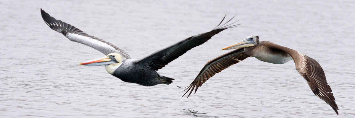 Lima Ballestas Islands Paracas Nazca Lines from Lima 2 days and 1 night in Lima